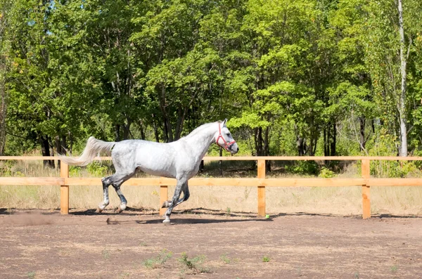 Красиві коня — стокове фото