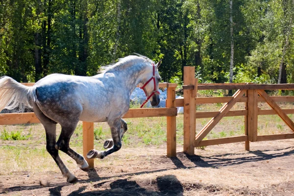 Vackra häst — Stockfoto