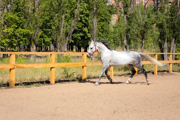 Mooi paard — Stockfoto