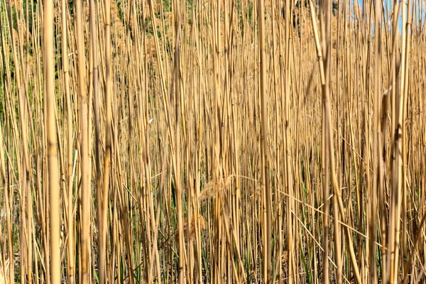 Reed texture — Stock Photo, Image