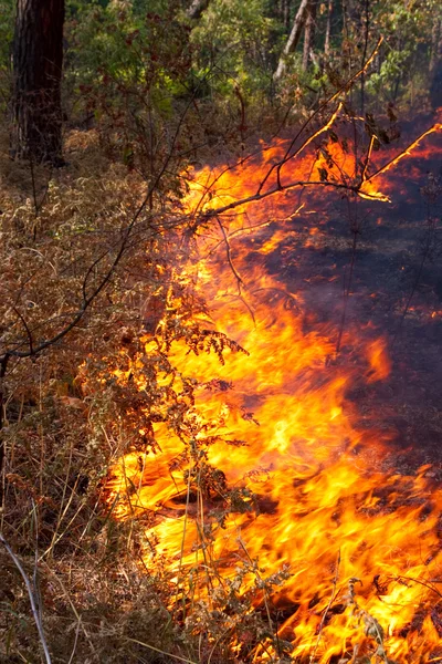 Лесной пожар — стоковое фото