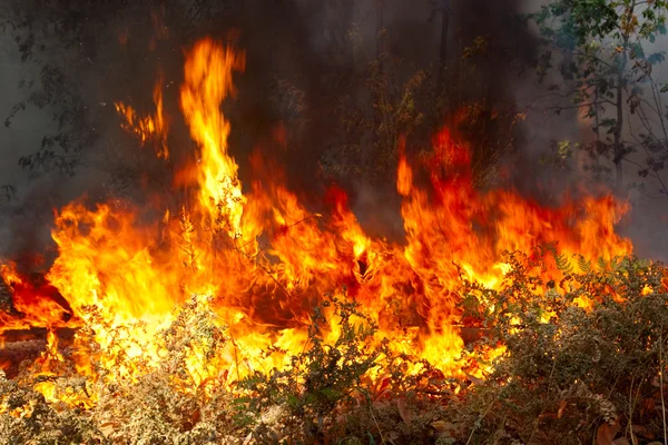 Лесной пожар — стоковое фото
