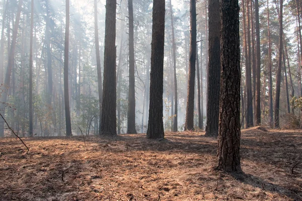 Skogsbrand — Stockfoto