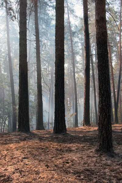 Skogsbrand — Stockfoto