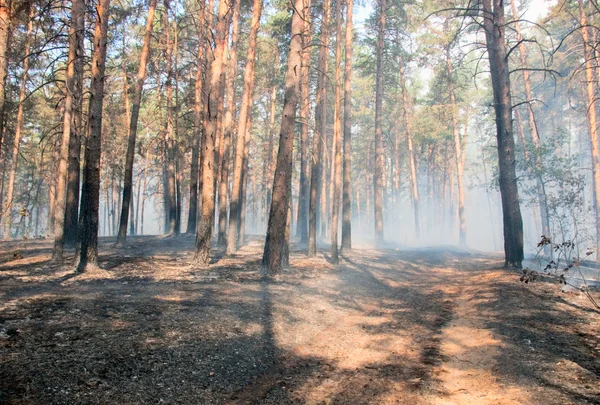 Δασικών πυρκαγιών — Φωτογραφία Αρχείου