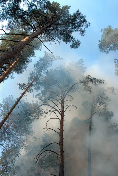 Erdőtűz — Stock Fotó
