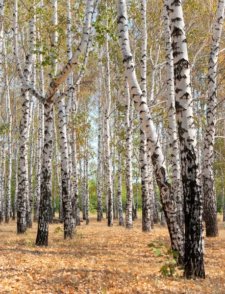 Отумский лес — стоковое фото