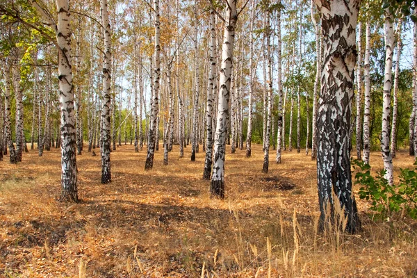 Floresta Autum — Fotografia de Stock