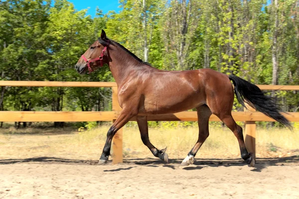 Mooi paard — Stockfoto