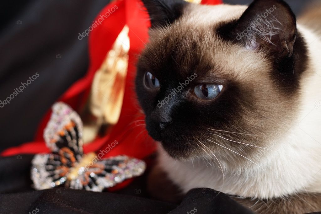 Gatto Siamese E Un Set Regalo Foto Stock Anmfoto 2744278