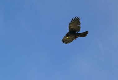 Alp dağ kargası (Pyrrhocorax graculus)