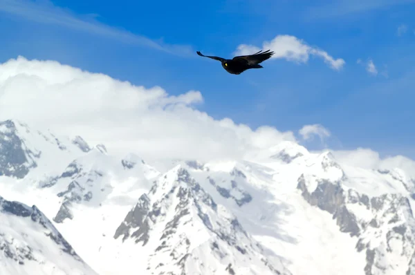 Alpina alpkråkan (Pyrrhocorax graculus) — Stockfoto