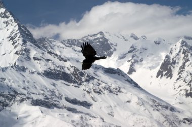 Alp dağ kargası (Pyrrhocorax graculus)