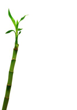 Lucky Bamboo (Dracaena sanderiana) clipart