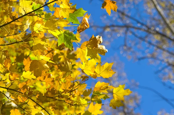 stock image Autumn maple leaves