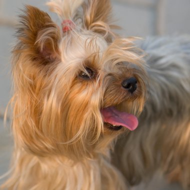 yorkshire terrier portresi