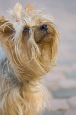 yorkshire terrier portresi