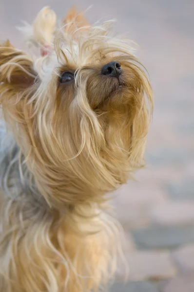 Portrait du terrier du yorkshire — Photo