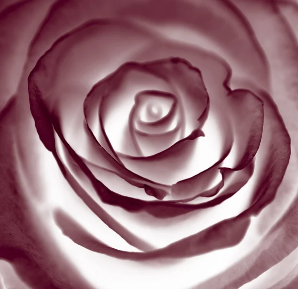 Nahaufnahme einer roten Rose. — Stockfoto