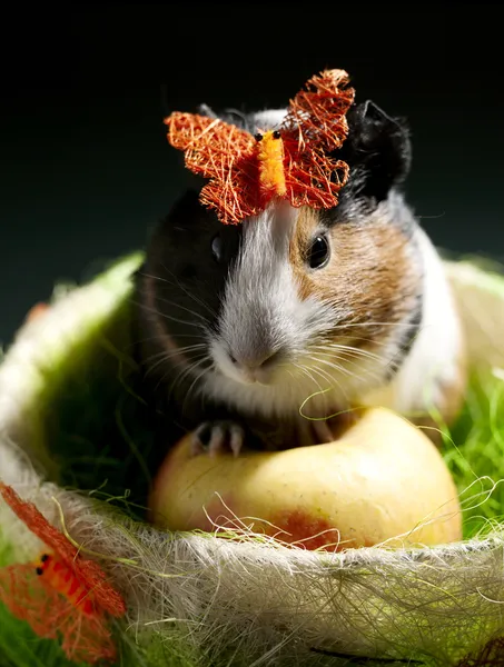 Funny guinea pig — Stock Photo, Image