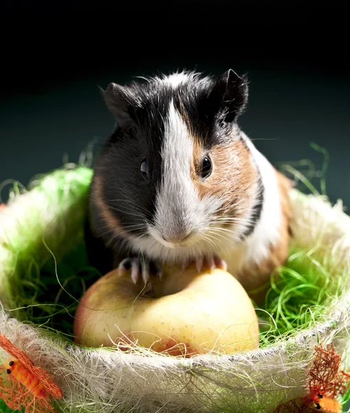Funny guinea pig — Stock Photo, Image