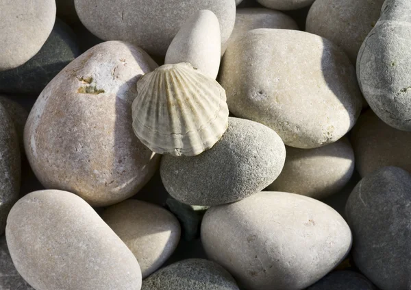 Морская раковина на катящихся камнях — стоковое фото