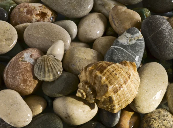 Sea shell on the rolling stones — Stock Photo, Image