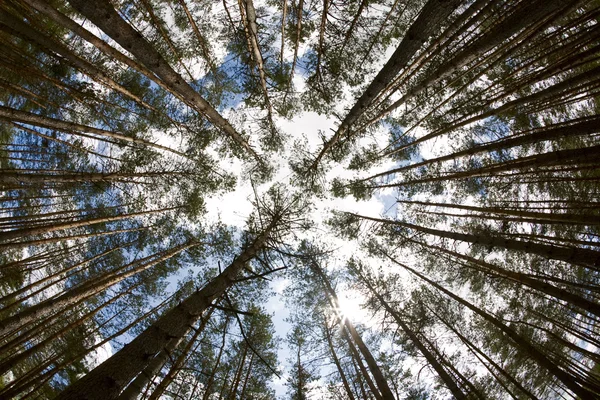 У глибокому лісі. дивлячись вгору, знятий з лінзою Фіше — стокове фото