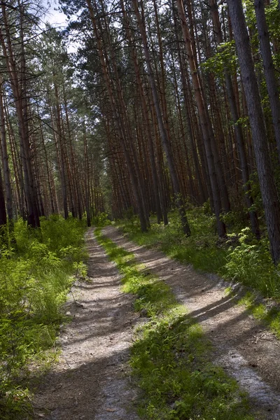 深い森で一方通行の道路 — ストック写真