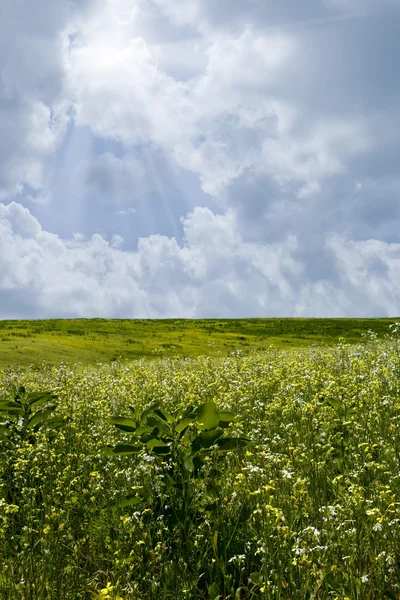 Zelené kopce pod modrou letní oblohu — Stock fotografie