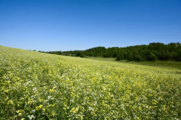 Gröna kullar under de blå sommar himmel — Stockfoto