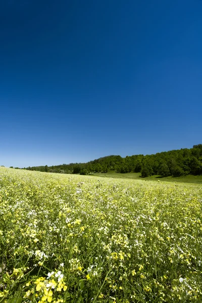 Colinas verdes sob os céus azuis de verão — Fotografia de Stock