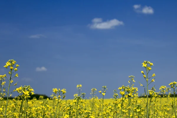Oleje semen řepky pole pod letní oblohou — Stock fotografie