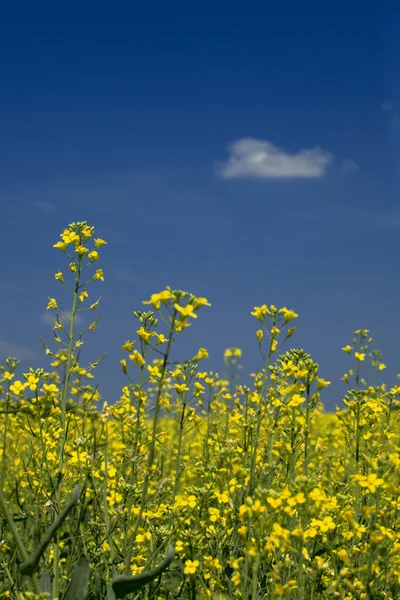 Campo di colza sotto il cielo estivo — Foto Stock