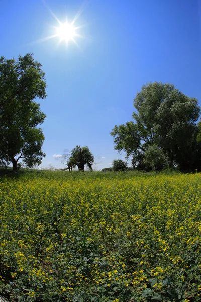 Oil seed rape field under the summer sky — Stock Photo, Image