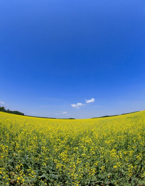 Поле зґвалтування насіння олії під літнім небом — стокове фото