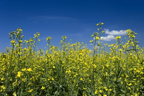 Oleje semen řepky pole pod letní oblohou — Stock fotografie