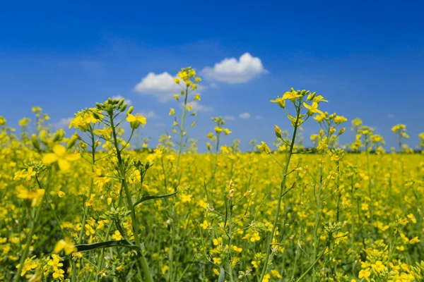Campo de colza de sementes de óleo sob o céu de verão — Fotografia de Stock