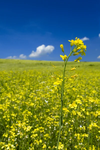 Olej nasion rzepaku pole pod niebo lato — Zdjęcie stockowe