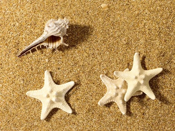 Naturaleza muerta sobre arena. Mariscos y estrellas de mar —  Fotos de Stock