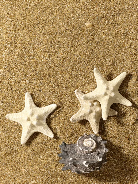 Deniz kum üzerinde bir natürmort. kabuklu deniz ve deniz yıldızı — Stok fotoğraf