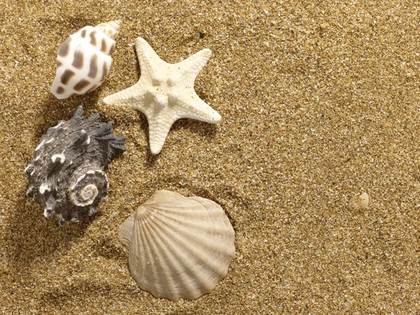 Deniz kum üzerinde bir natürmort. kabuklu deniz ve deniz yıldızı — Stok fotoğraf