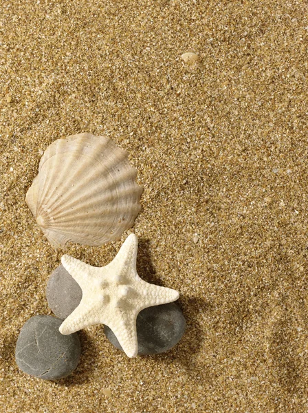 Meer Stillleben über Sand. Schalentiere und Seesterne — Stockfoto