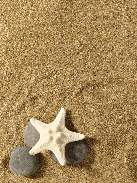 Moře zátiší nad pískem. korýši a hvězdice — Stock fotografie