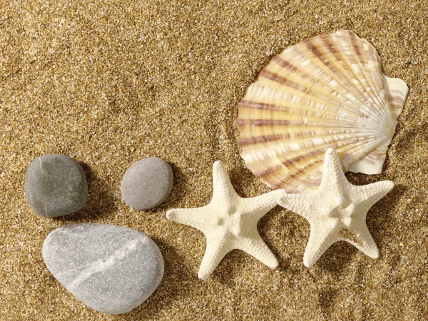 海の砂の上の静物。貝、ヒトデ — ストック写真