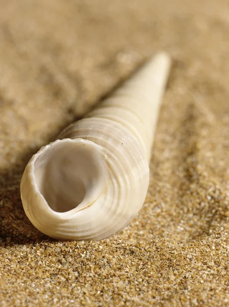 Natura morta del mare sulla sabbia . — Foto Stock