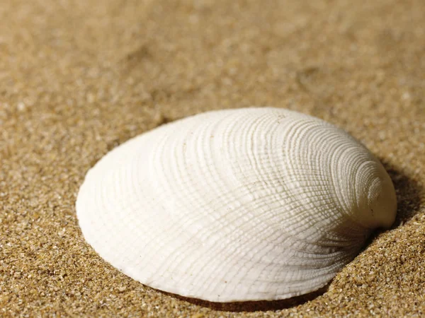 Natura morta del mare sulla sabbia . — Foto Stock