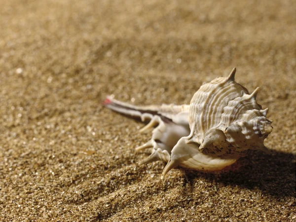 Морський натюрморт над піском . — стокове фото