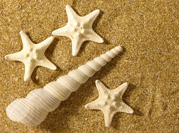 Deniz natürmort — Stok fotoğraf