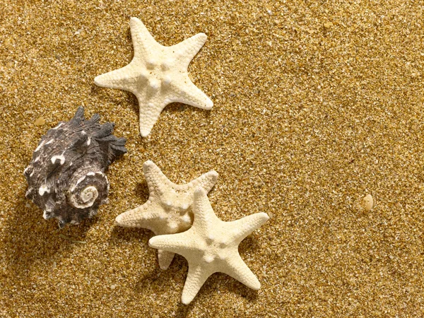 Deniz natürmort — Stok fotoğraf